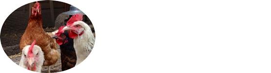 Chicken-Pi